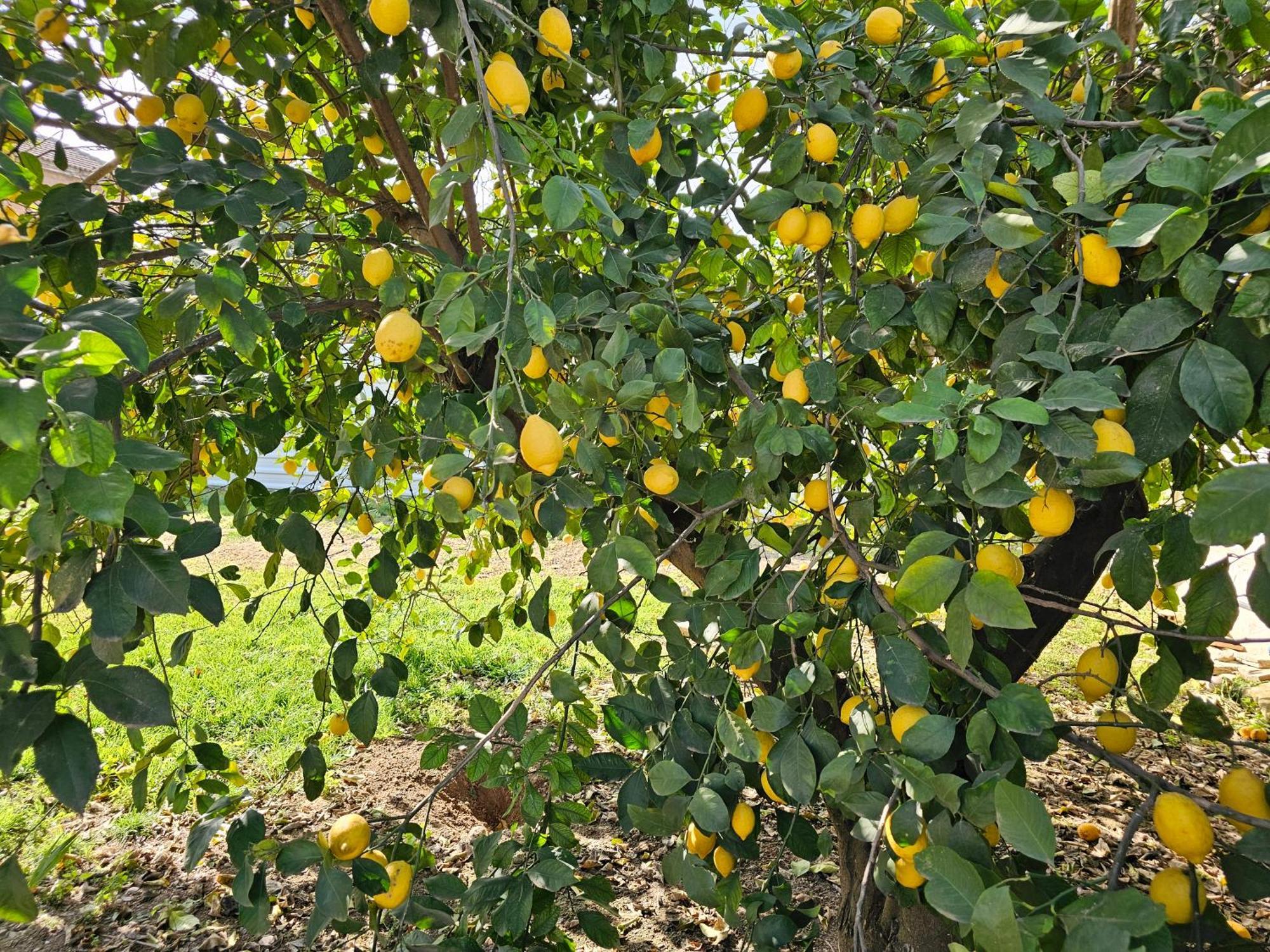 La Orquidea De Cordoba Villa ภายนอก รูปภาพ